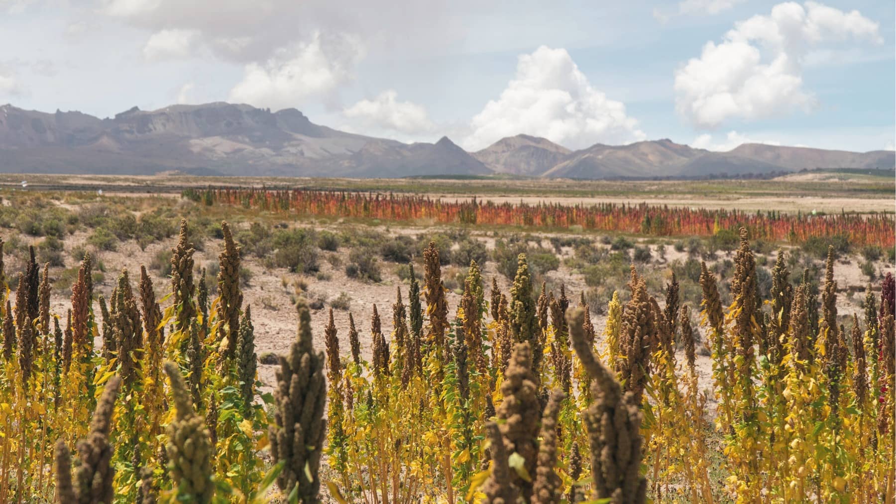 Open fields with beautiful mountains in the background and crops in the foreground