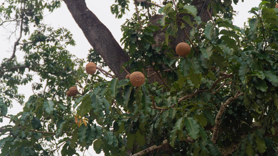 Brazil Nut Tree