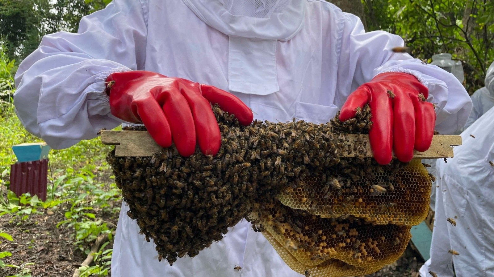 Beekeeping in Côte dIvoire