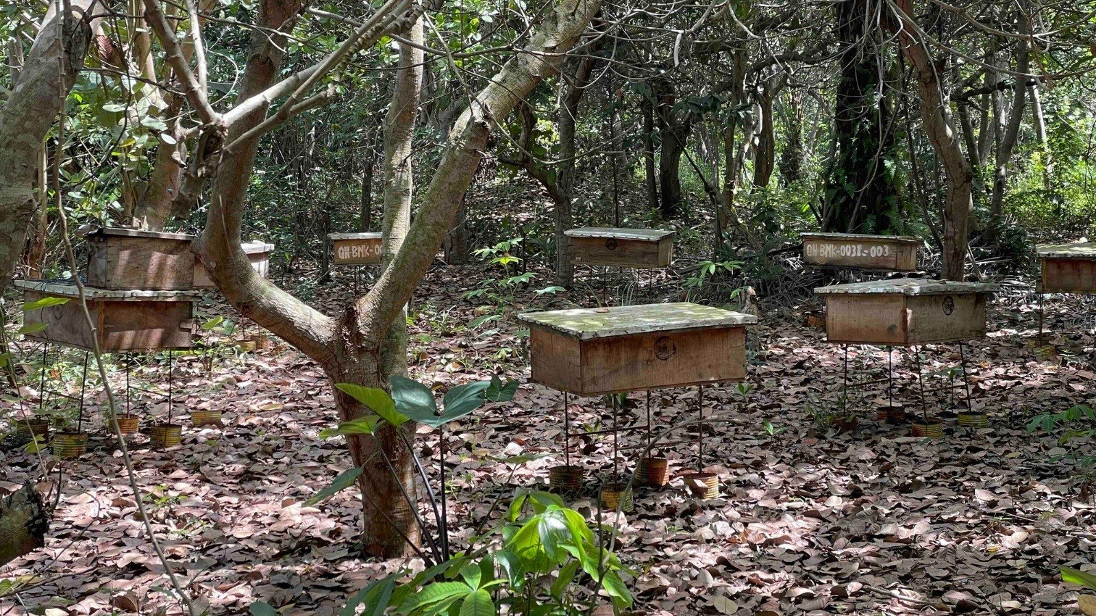 Beekeeping in Ghana