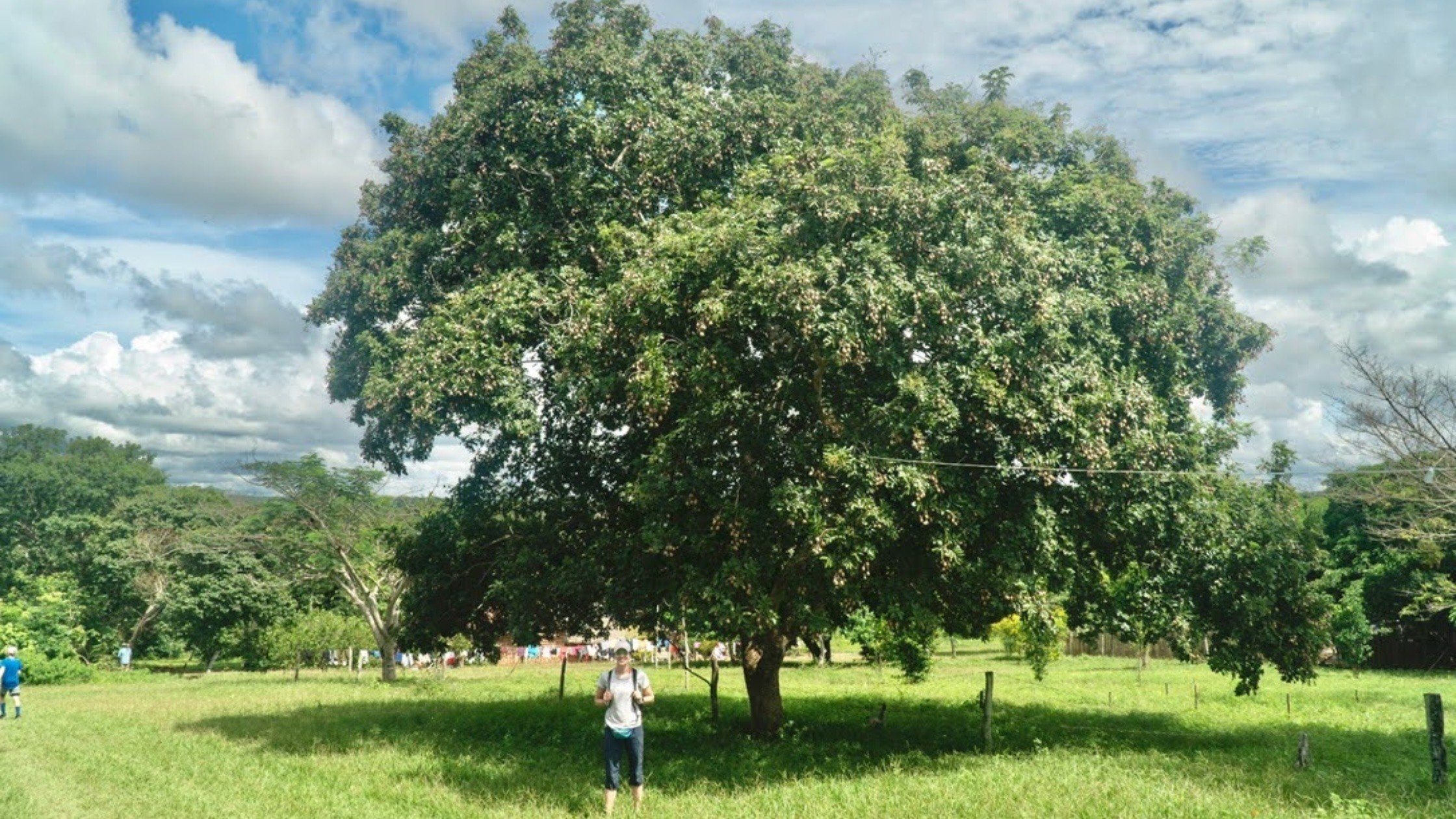 Baruzeiro tree