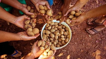 bolivian farmers holding shelled baru nuts