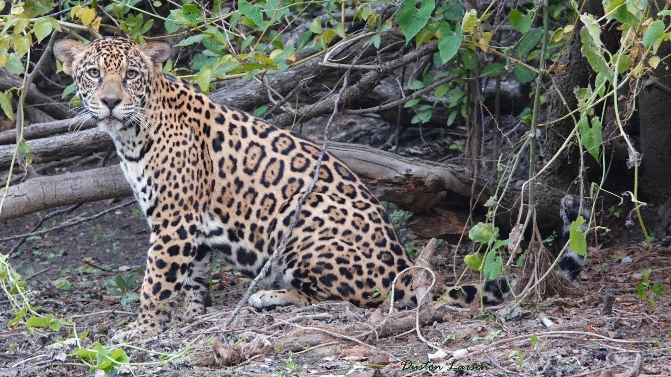 San Miguelito Jaguar Conservation Ranch