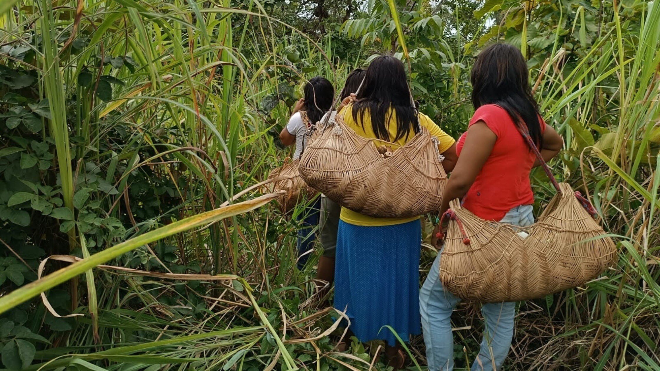 women collecting baru nuts