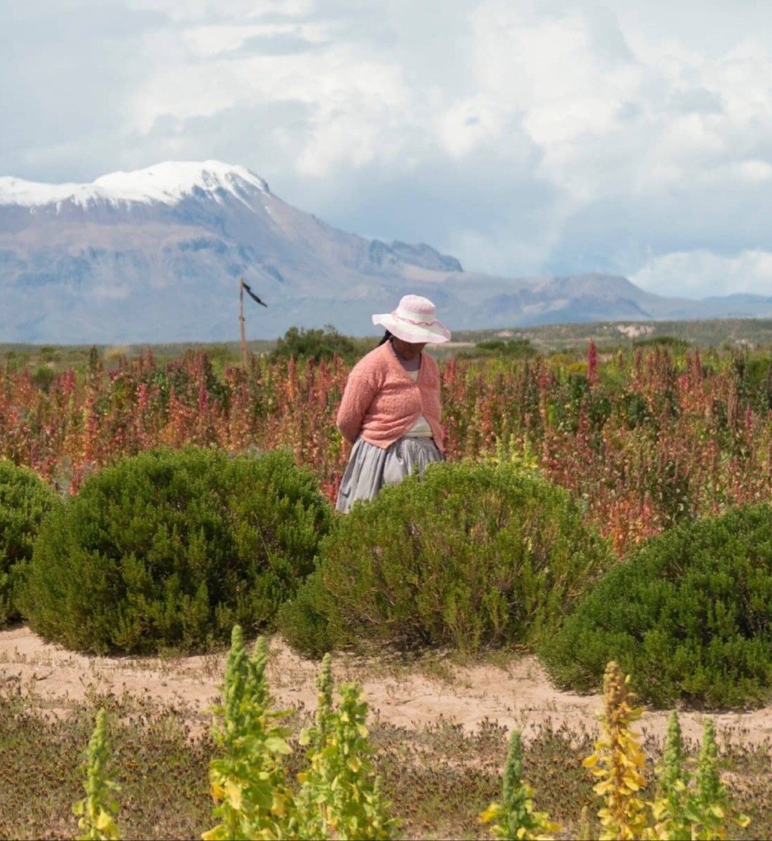 cholita farmer alone in a quinoa field