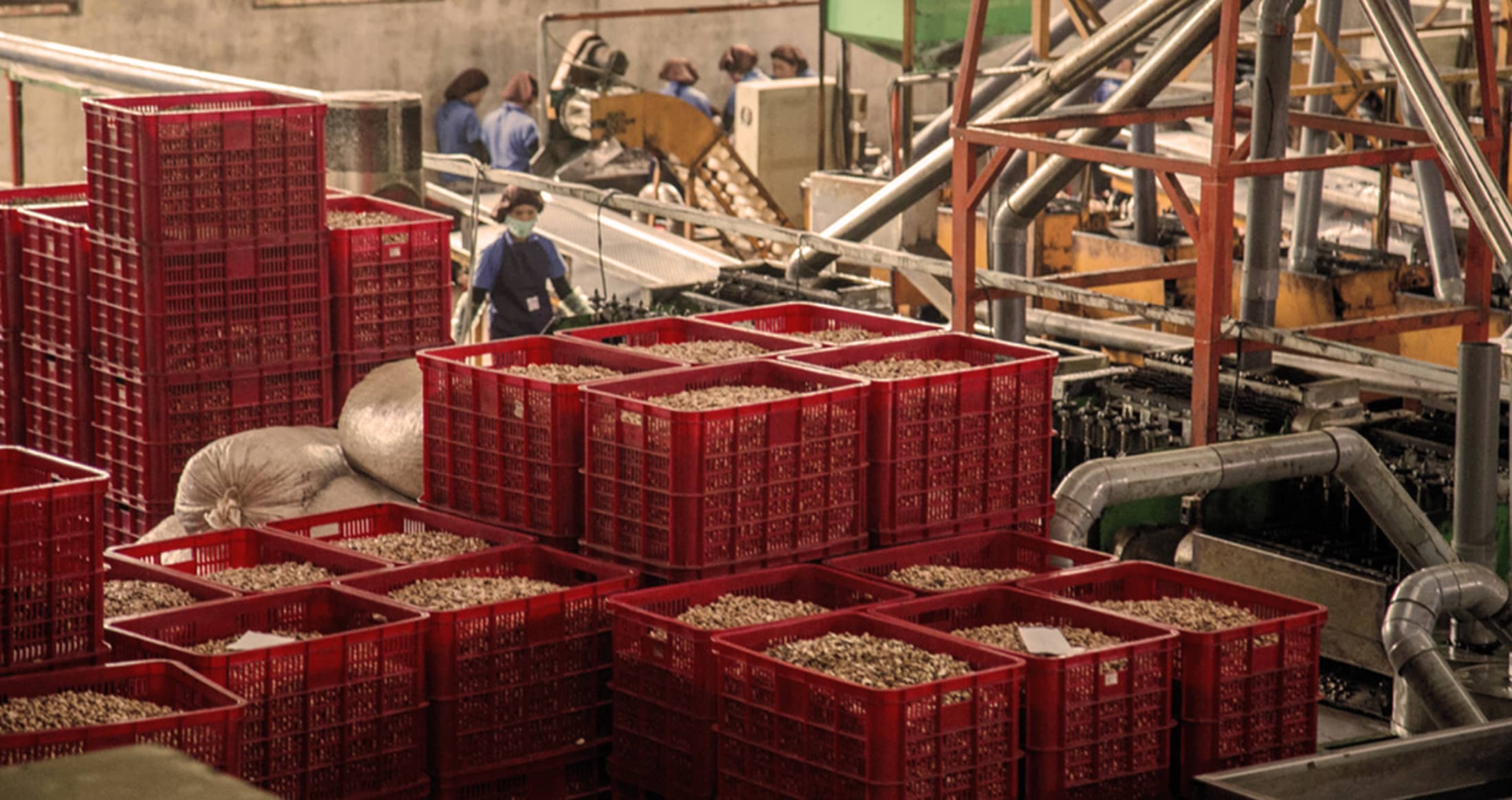 fair trade cashews being processed